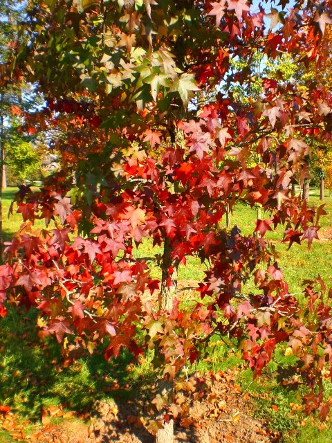 Liquidambar styraciflua automne